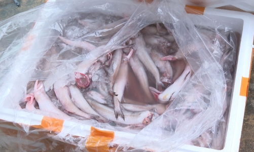 Hơn 7 tấn cá khoai chứa formol bị chặn đứng trên đường vào thị trường
