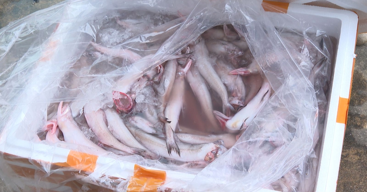 Hơn 7 tấn cá khoai chứa formol bị chặn đứng trên đường vào thị trường