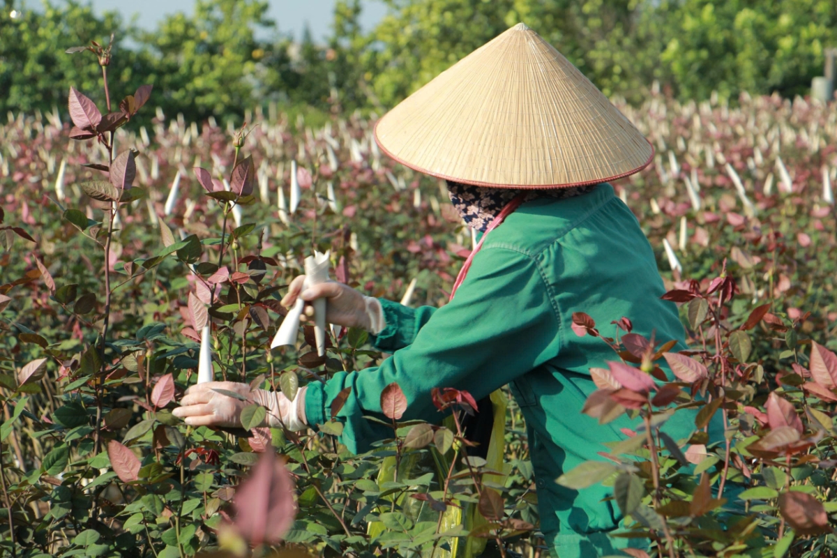 Hoa hồng là một trong những loại hoa chủ lực của làng Đông Cương