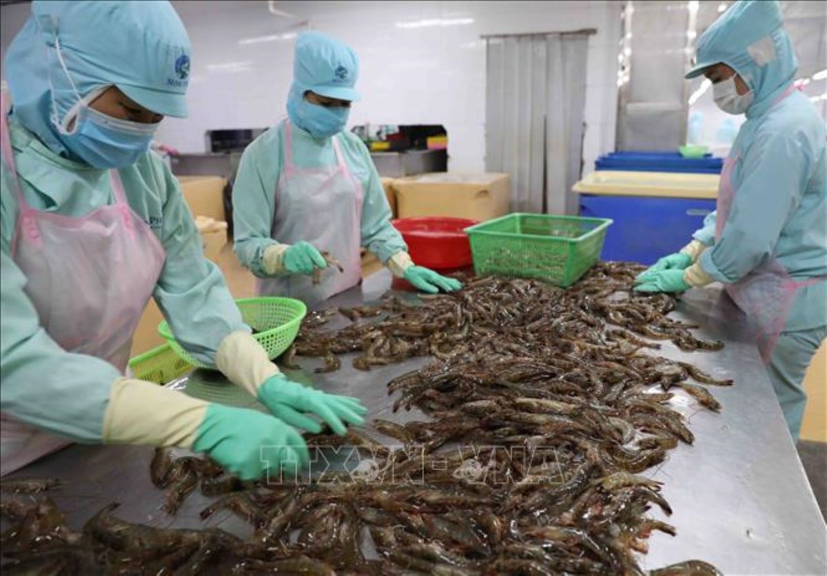 Xuất khẩu tôm 11 tháng tăng trưởng 21%.