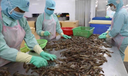 Xuất khẩu tôm năm 2025 sẽ cán mốc kỷ lục 4,6 tỷ USD