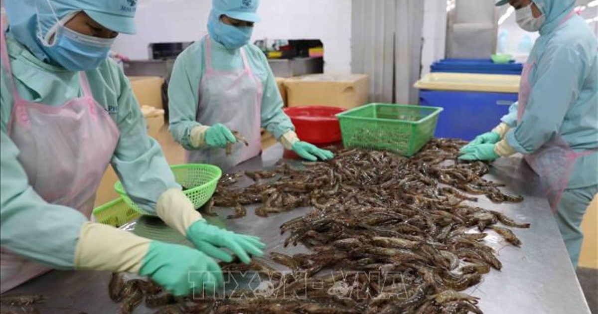 Xuất khẩu tôm năm 2025 sẽ cán mốc kỷ lục 4,6 tỷ USD