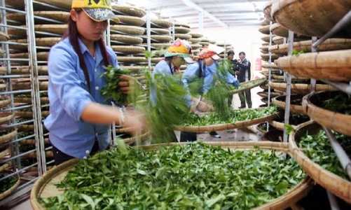 Nỗ lực “giải phóng” gần 500 container chè Việt Nam đang ùn ứ tại Pakistan