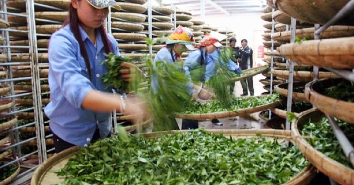 Giải phóng thành công 500 container chè bị kẹt tại cảng Karachi