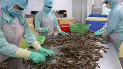 Vietnam’s shrimp exports projected to hit record $4.6 bln in 2025