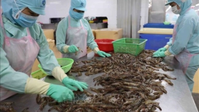 Vietnam’s shrimp exports projected to hit record $4.6 bln in 2025