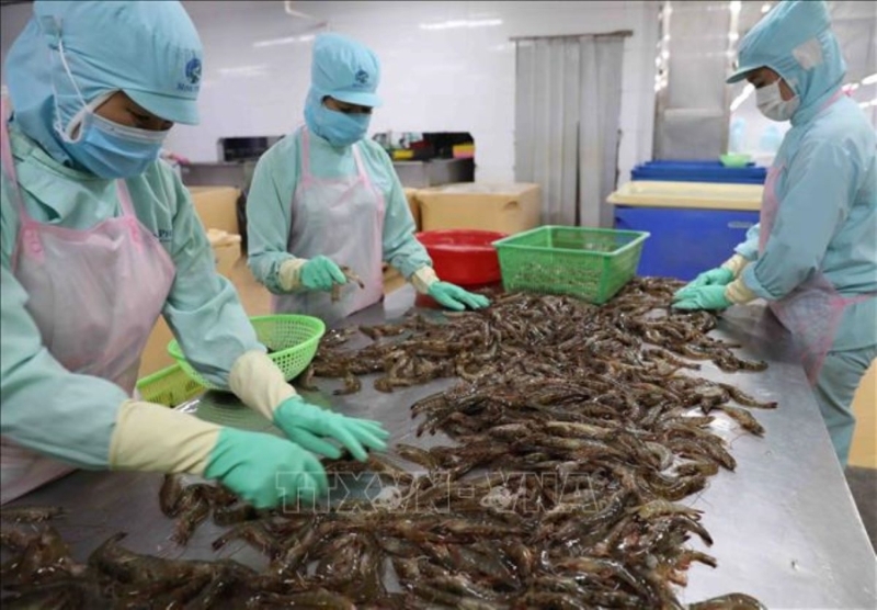 Vietnam’s shrimp exports projected to hit record $4.6 bln in 2025