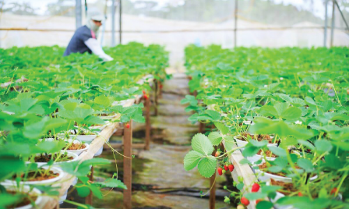 Kinh tế tuần hoàn tăng giá trị cho nông nghiệp, thực phẩm và đồ uống