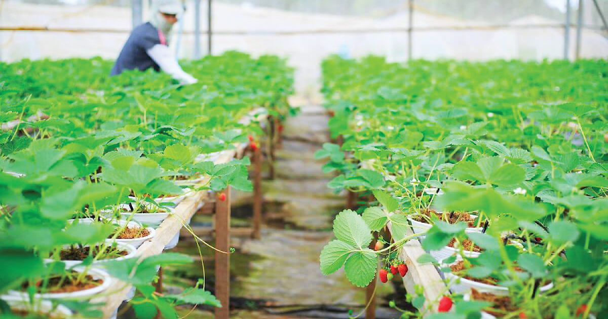 Kinh tế tuần hoàn tăng giá trị cho nông nghiệp, thực phẩm và đồ uống