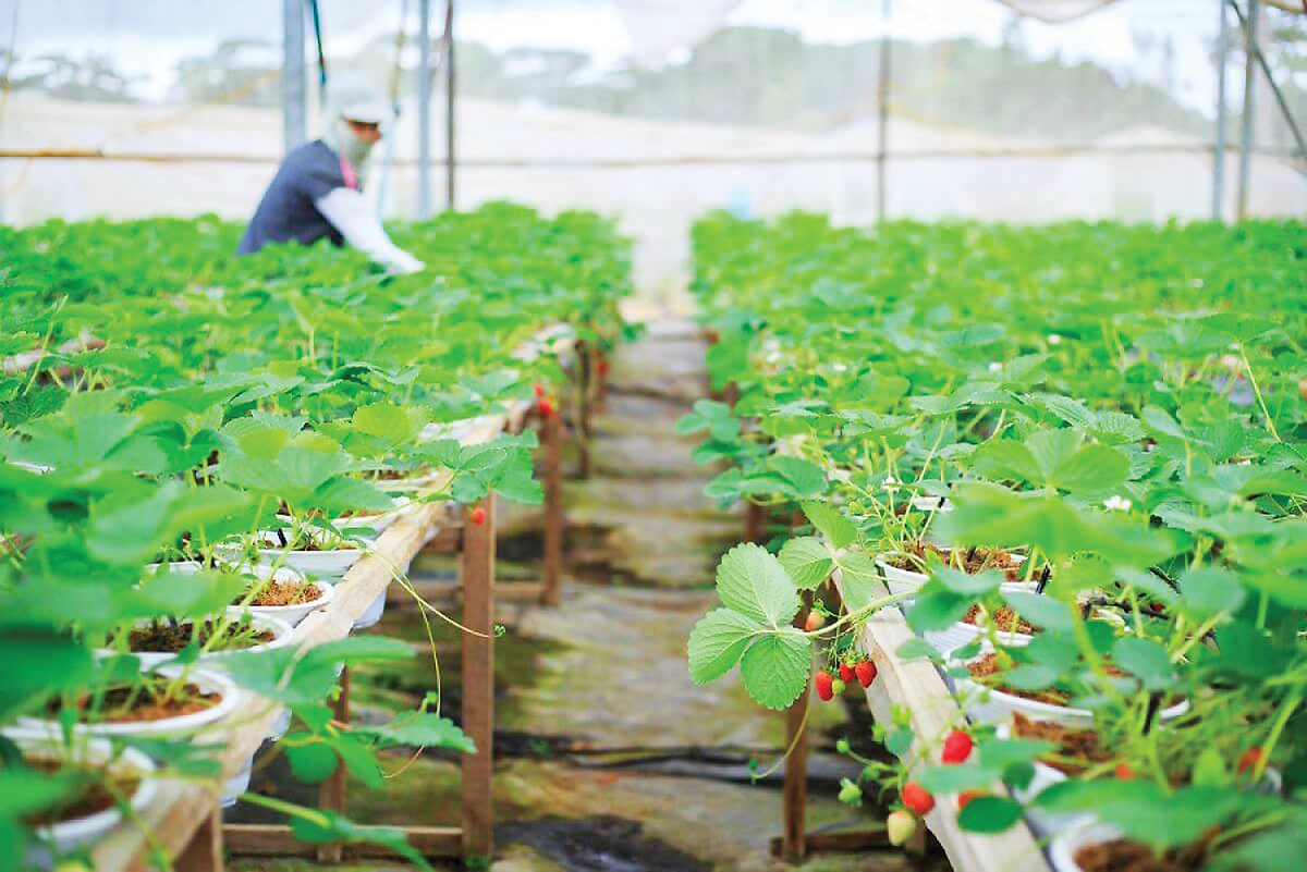 Kinh tế tuần hoàn tăng giá trị cho nông nghiệp,