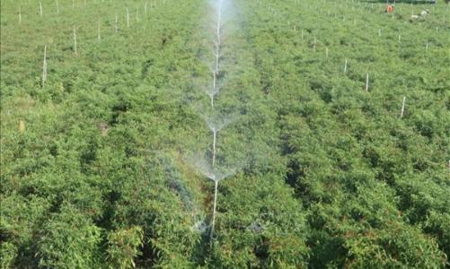 Nhiều “rào cản” khiến công nghệ tưới tiêu tiên tiến khó nhân rộng