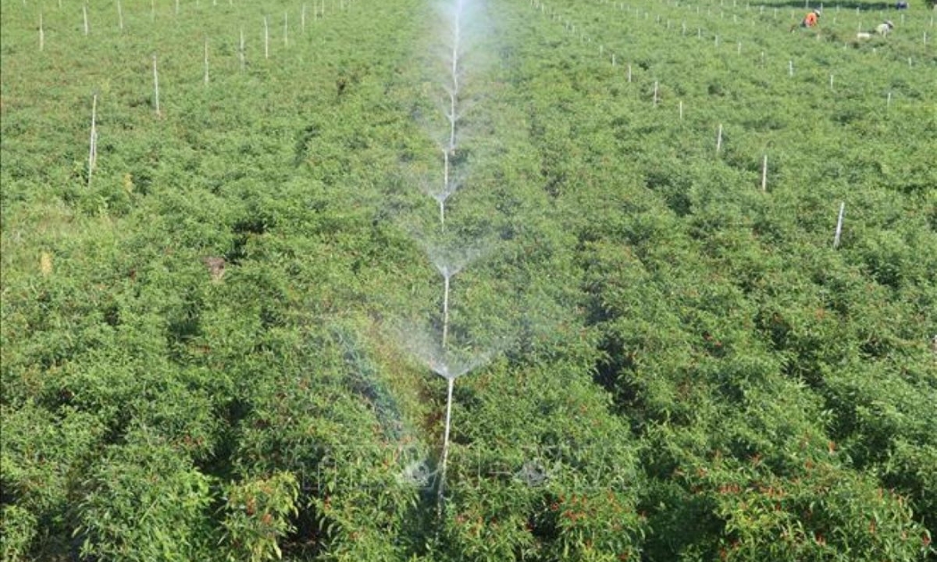 Nhiều “rào cản” khiến công nghệ tưới tiêu tiên tiến khó nhân rộng