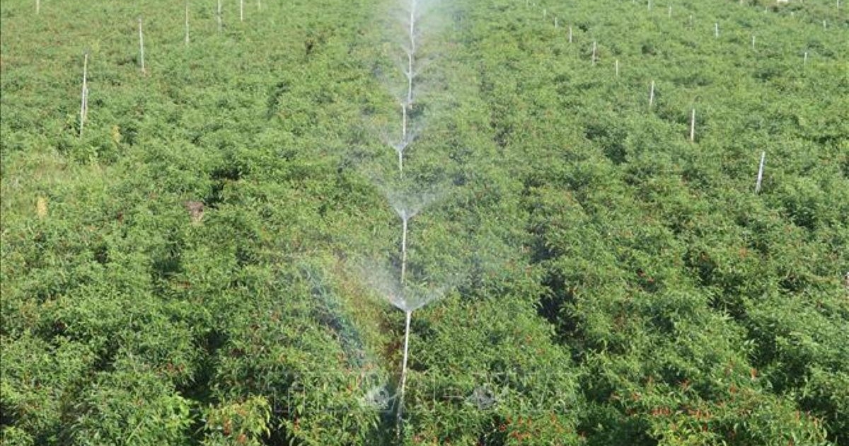 Nhiều “rào cản” khiến công nghệ tưới tiêu tiên tiến khó nhân rộng