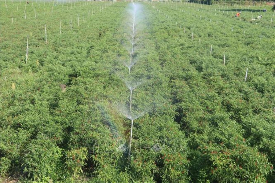 Công nghệ tưới tiên tiến vừa tiết kiệm nước, vừa đem lại hiệu quả kinh tế.