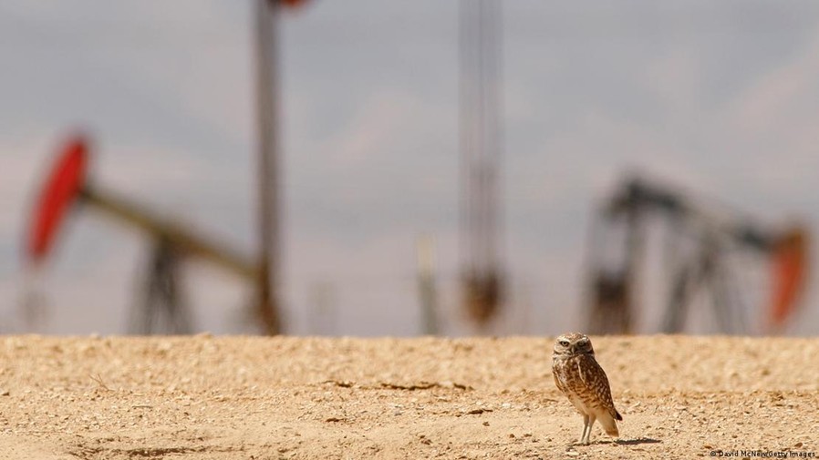 Sản lượng dầu của Mỹ đang chững lại khi các mỏ đá phiến cạn kiệt nhanh hơn qua từng năm. Ảnh: David McNew/Getty Images