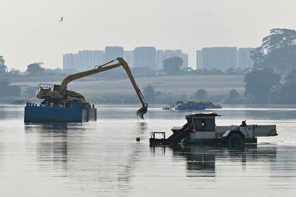 Công nhân thu gom thực vật thủy sinh tại hồ chứa Lower Seletar. Ảnh: ST/Lim Yaohui.