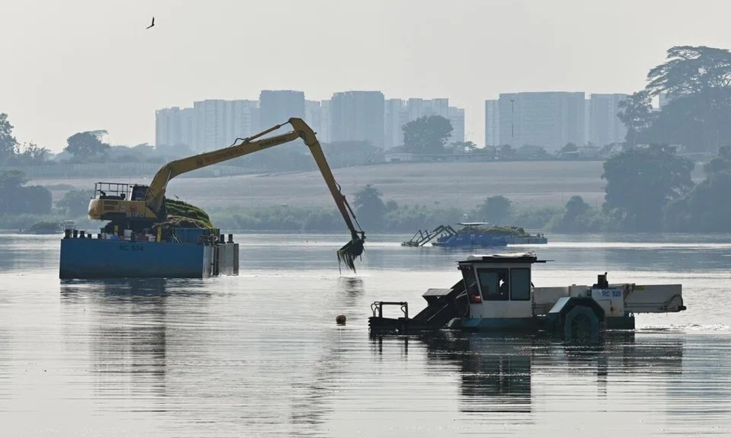 Công nhân thu gom thực vật thủy sinh tại hồ chứa Lower Seletar. Ảnh: ST/Lim Yaohui.