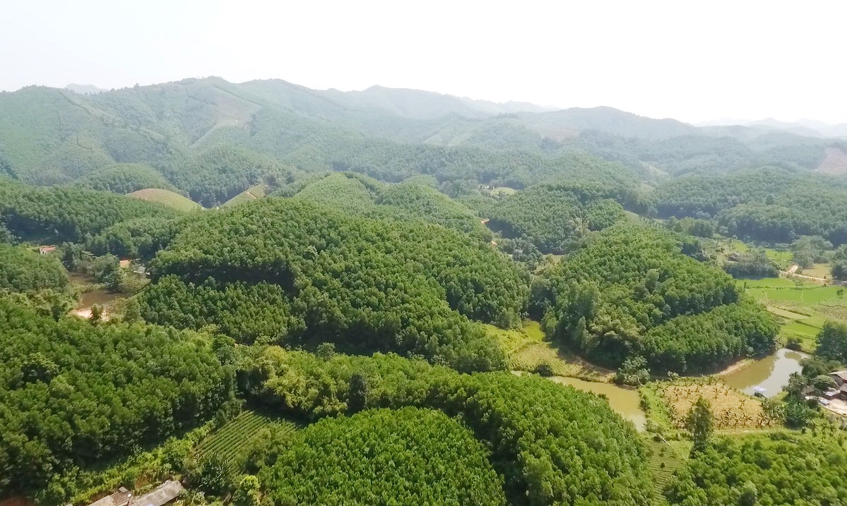 Giá trị sản xuất ngành lâm nghiệp năm 2025 tăng trưởng 5,6-5,8% so với năm 2024.