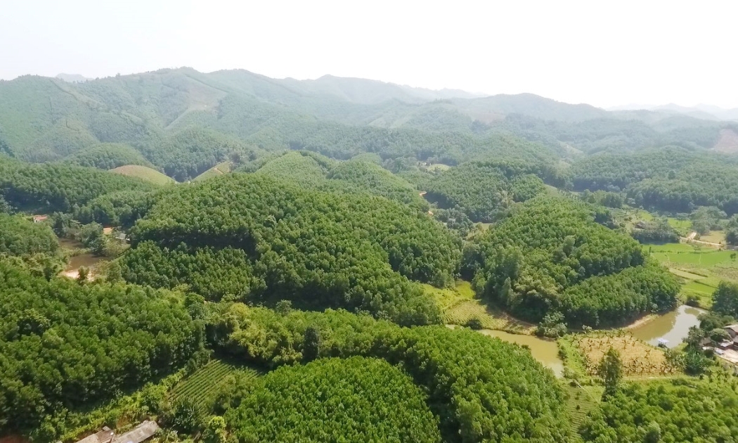 Giá trị sản xuất ngành lâm nghiệp năm 2025 tăng trưởng 5,6-5,8% so với năm 2024.