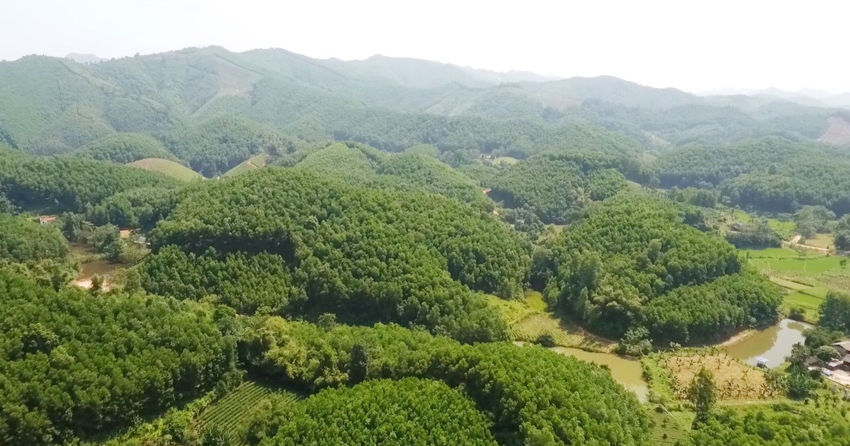 Ngành Lâm nghiệp cần “đòn bẩy” quản trị hiện đại trước yêu cầu tăng trưởng cao
