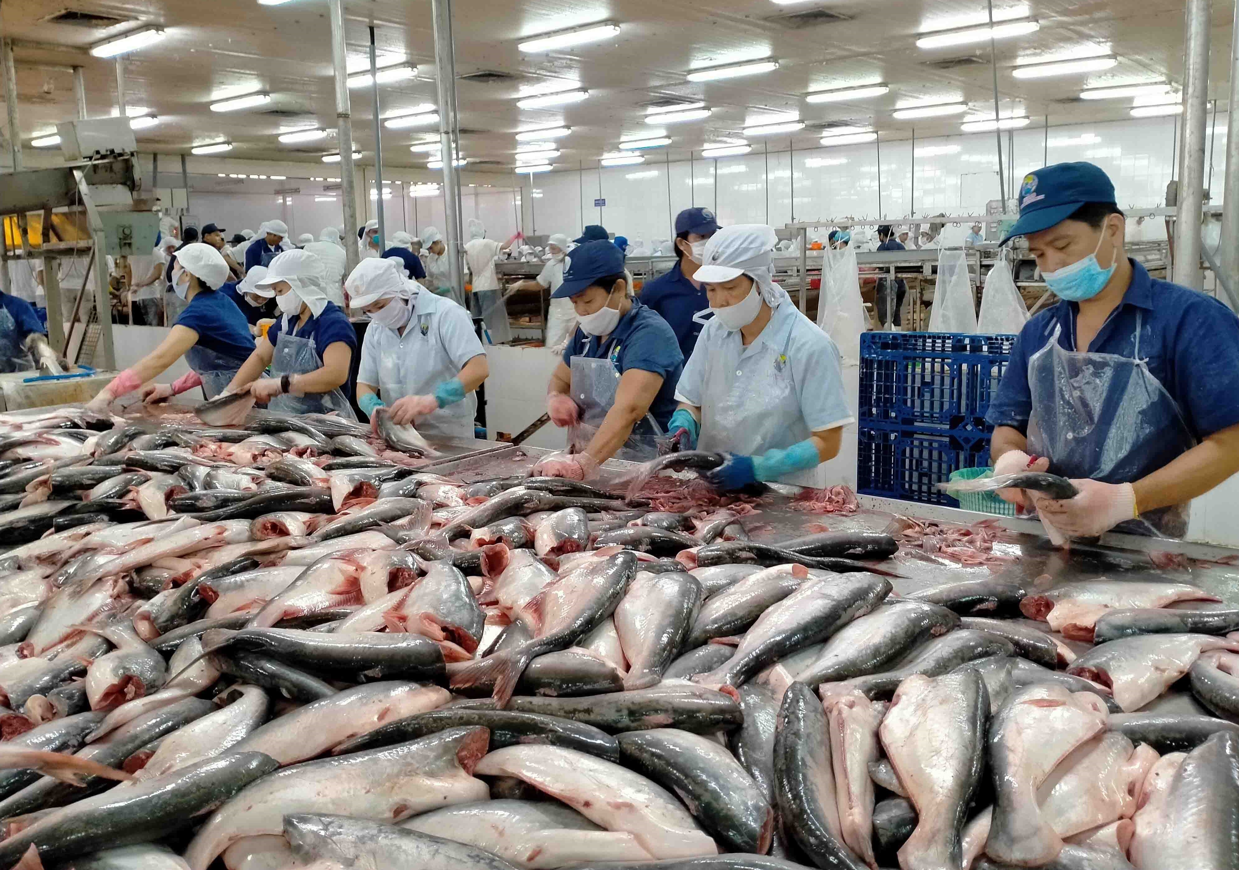 Năm 2025, xuất khẩu cá tra đạt trên 2 tỷ USD.
