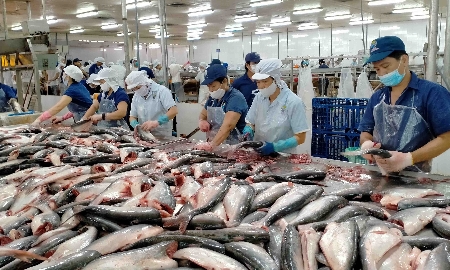 Năm 2025, xuất khẩu cá tra đạt trên 2 tỷ USD.