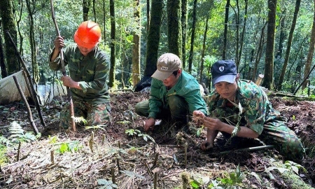 Vùng trồng sâm Ngọc Linh. Ảnh minh họa: Tuấn Dũng.