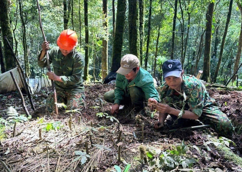 Vùng trồng sâm Ngọc Linh. Ảnh minh họa: Tuấn Dũng.