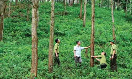Nghệ An hướng tới mục tiêu xuất khẩu 400 - 500 triệu USD từ kinh tế rừng