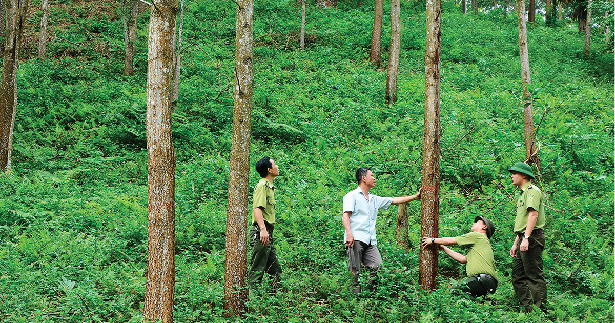 Nghệ An hướng tới mục tiêu xuất khẩu 400 - 500 triệu USD từ kinh tế rừng