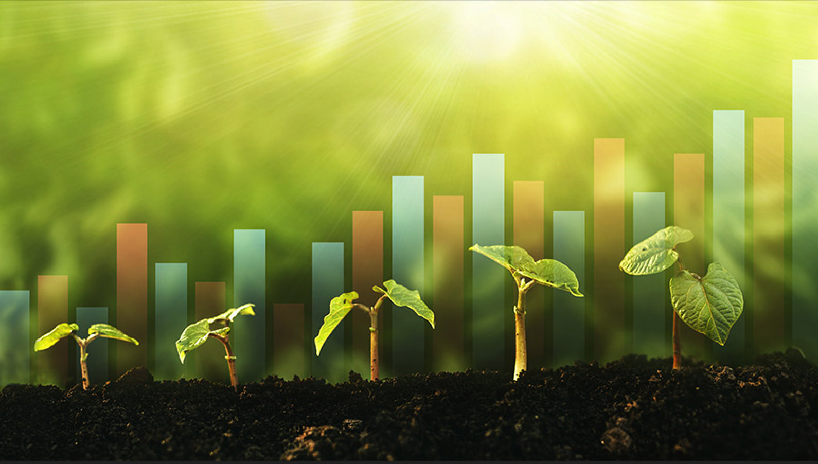 Những doanh nghiệp chủ động tham gia thị trường carbon sẽ có thuận lợi hơn khi tiếp cận các nguồn tài chính xanh. Ảnh minh họa