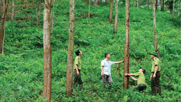Nghe An eyes $500 mln in annual forestry exports by 2030