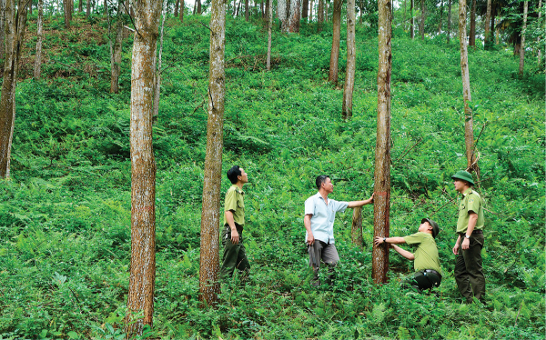 Nghe An eyes $500 mln in annual forestry exports by 2030