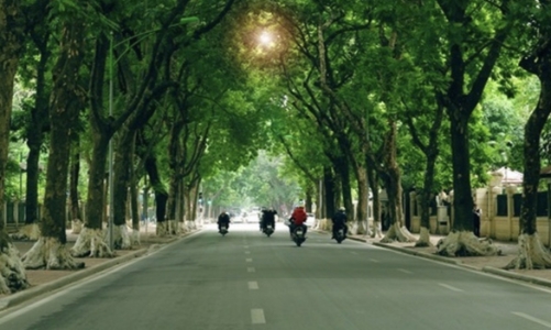 Hà Nội phấn đấu trồng mới hơn 400.000 cây xanh trong năm 2026