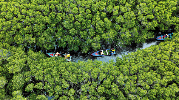 Đánh thức tiềm năng nguồn carbon xanh từ biển