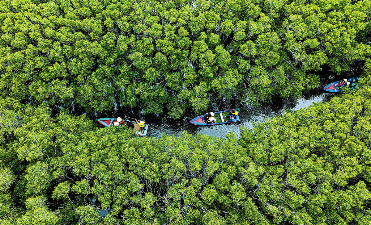 Rừng ngập mặn có tiềm năng tín chỉ carbon xanh lớn