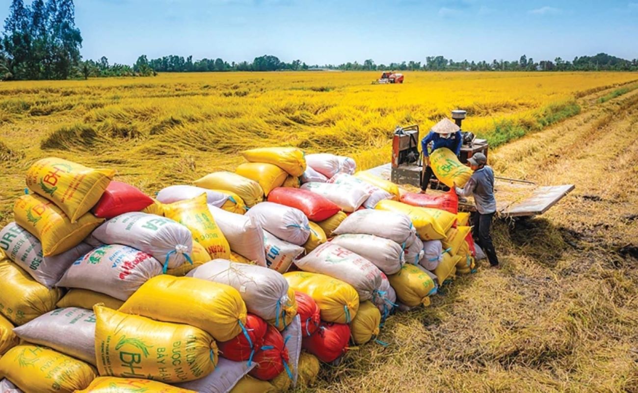 Xuất khẩu gạo gặp nhiều khó khăn trong năm 2025