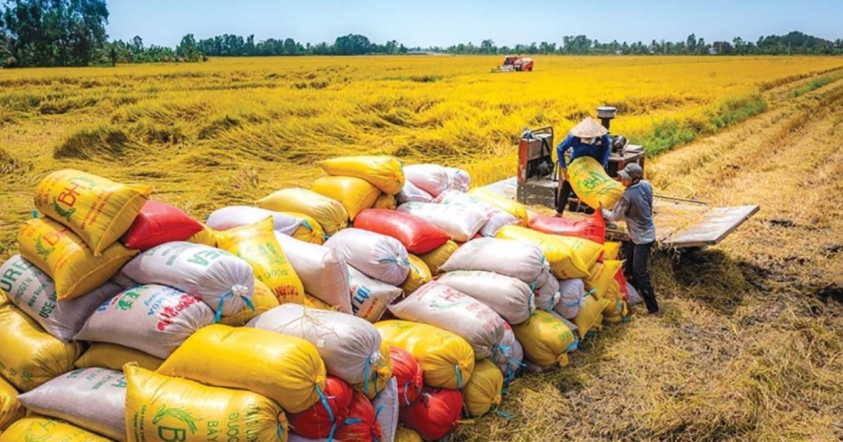 Xuất khẩu gạo năm 2025 sụt giảm mạnh và triển vọng “chuyển mình” năm 2026