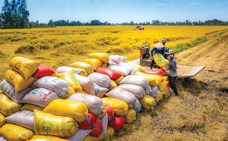 Vietnam exports 7.85 million tons of rice in 2025