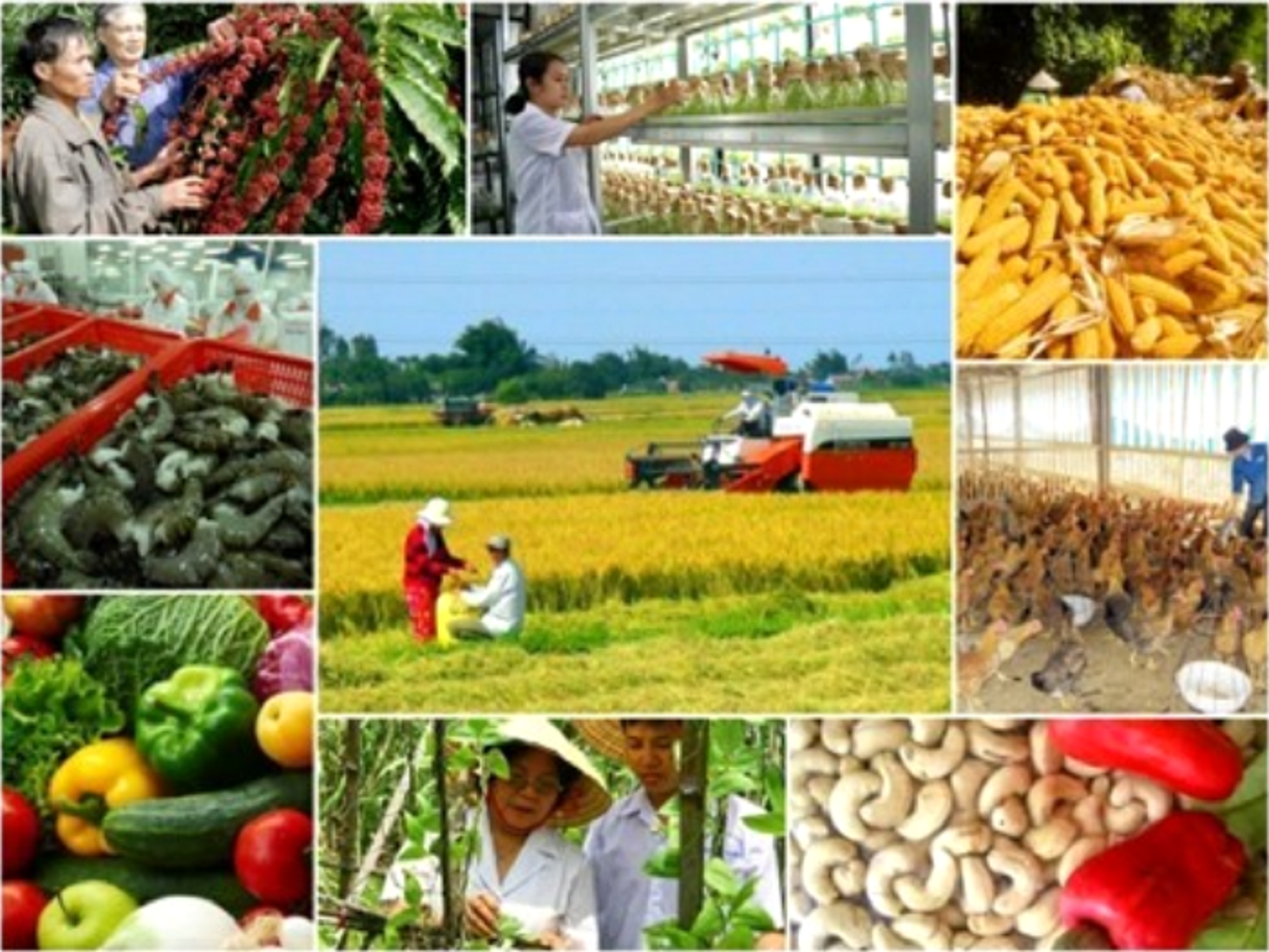 Sản xuất nông lâm ngư nghiệp tiếp tục tăng mạnh, đáp ứng nhu cầu lương thực, thực phẩm trong nước và phục vụ xuất khẩu..
