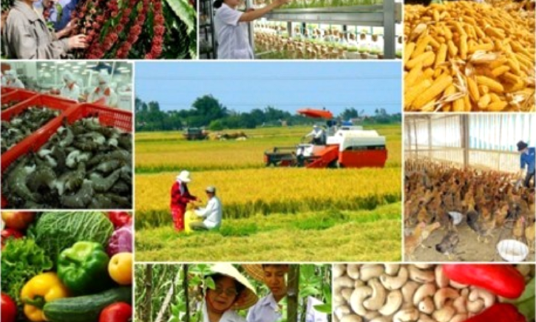Sản xuất nông lâm ngư nghiệp tiếp tục tăng mạnh, đáp ứng nhu cầu lương thực, thực phẩm trong nước và phục vụ xuất khẩu..