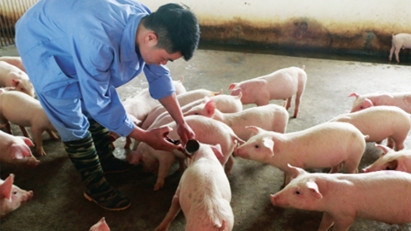 An alternative solution for livestock industry to protect environment