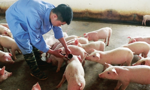 An alternative solution for livestock industry to protect environment