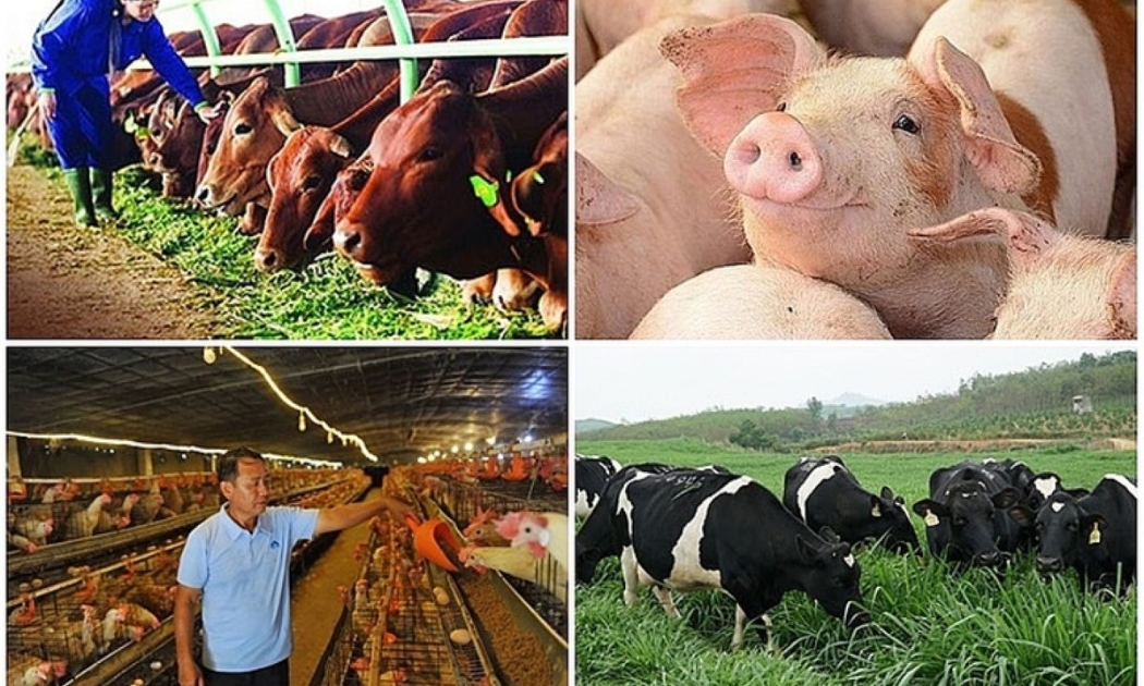 Ngành Chăn nuôi vượt khó, đảm bảo nguồn cung thực phẩm cho Tết 2026