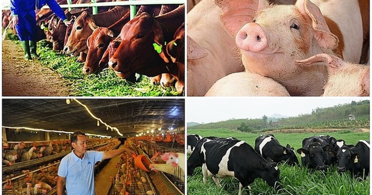 Ngành Chăn nuôi vượt khó, đảm bảo nguồn cung thực phẩm cho Tết 2026