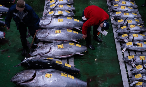 Chợ cá đầu năm ở Tokyo: Con cá ngừ vây xanh được bán với giá hơn 3 triệu USD