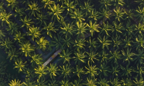 Betrimex và 15.000 ha dừa hữu cơ: Giải bài toán cho ngành dừa Việt Nam