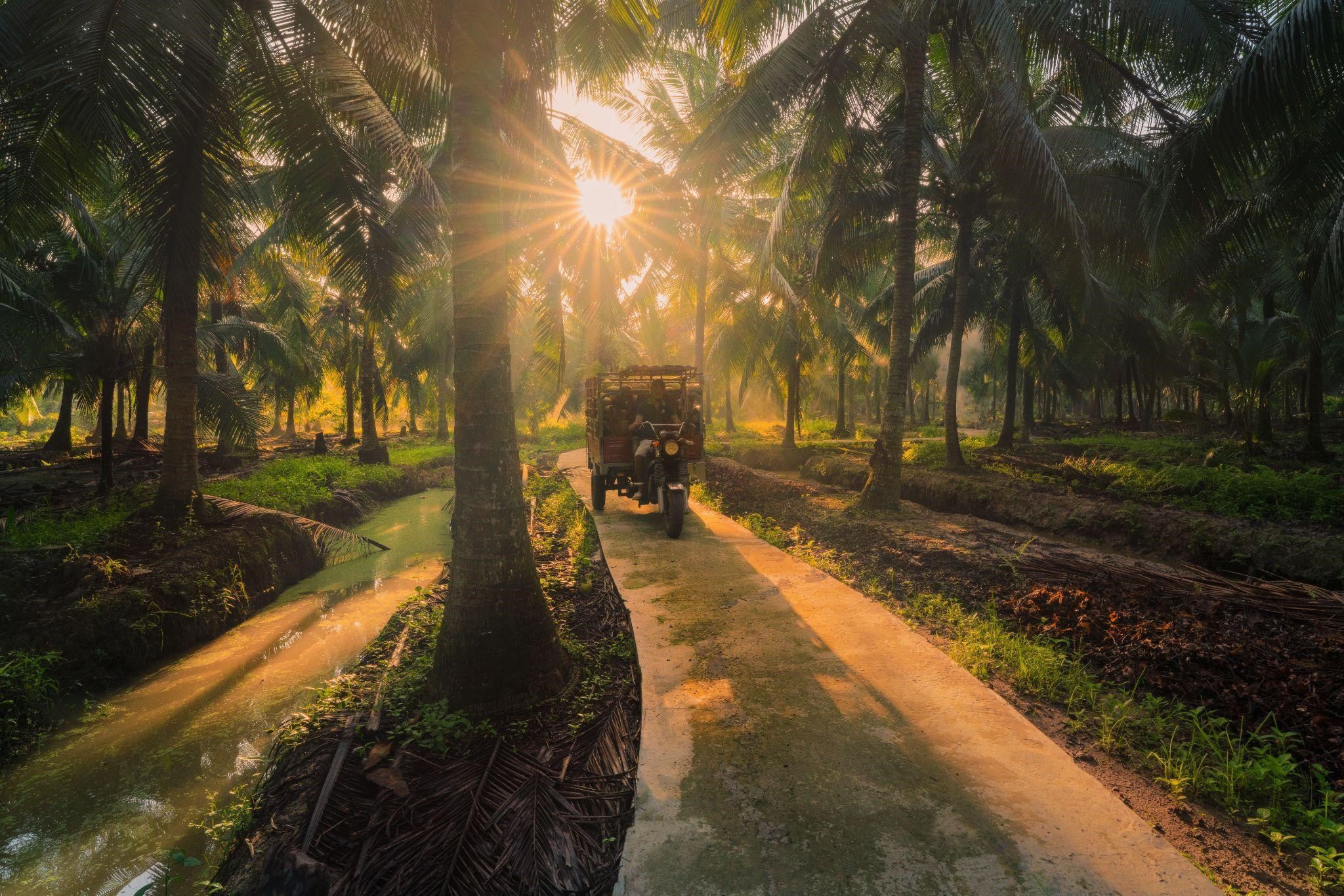 Betrimex và 15.000 ha dừa hữu cơ: Giải bài toán cho ngành dừa Việt Nam - Ảnh 1