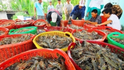 China overtakes US as Vietnam’s largest shrimp importer