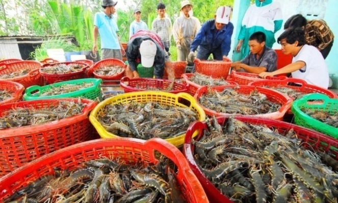 China overtakes US as Vietnam’s largest shrimp importer